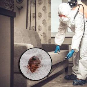 1 BHK - Bed Bud | 60 mins